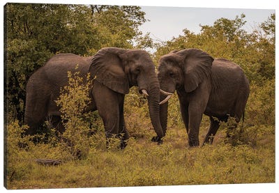 Face To Face Elephants Canvas Art Print - Sean Marier
