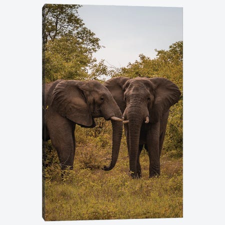 Elephants, Face To Face Canvas Print #SMX225} by Sean Marier Canvas Artwork