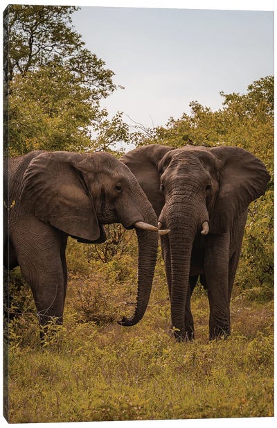 Elephants, Face To Face Canvas Art Print - Sean Marier