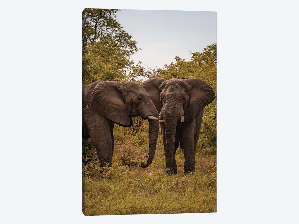 Elephants, Face To Face by Sean Marier 1-piece Art Print