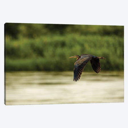 Purple Heron In Flight Canvas Print #SMX228} by Sean Marier Canvas Print