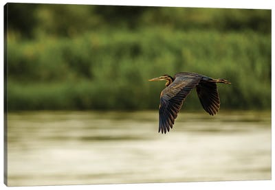 Purple Heron In Flight Canvas Art Print - Heron Art
