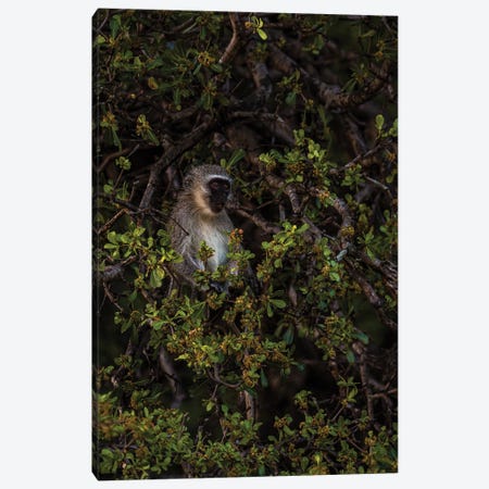 Vervet Monkey, Chillin' Canvas Print #SMX229} by Sean Marier Art Print
