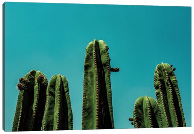 Cactus Skies Canvas Art Print - Sean Marier
