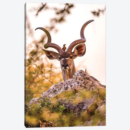 Kudu And Friend Canvas Print #SMX231} by Sean Marier Canvas Art