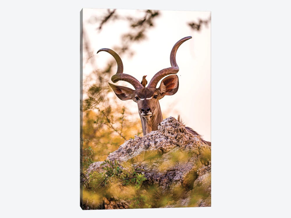 Kudu And Friend by Sean Marier 1-piece Canvas Wall Art