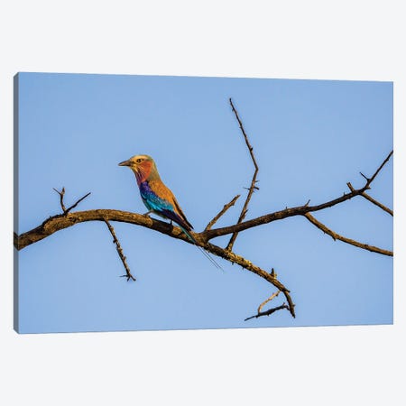 Lilac-Breasted Roller, Clear Skies Canvas Print #SMX232} by Sean Marier Canvas Artwork