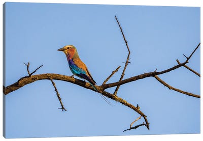 Lilac-Breasted Roller, Clear Skies Canvas Art Print - Sean Marier