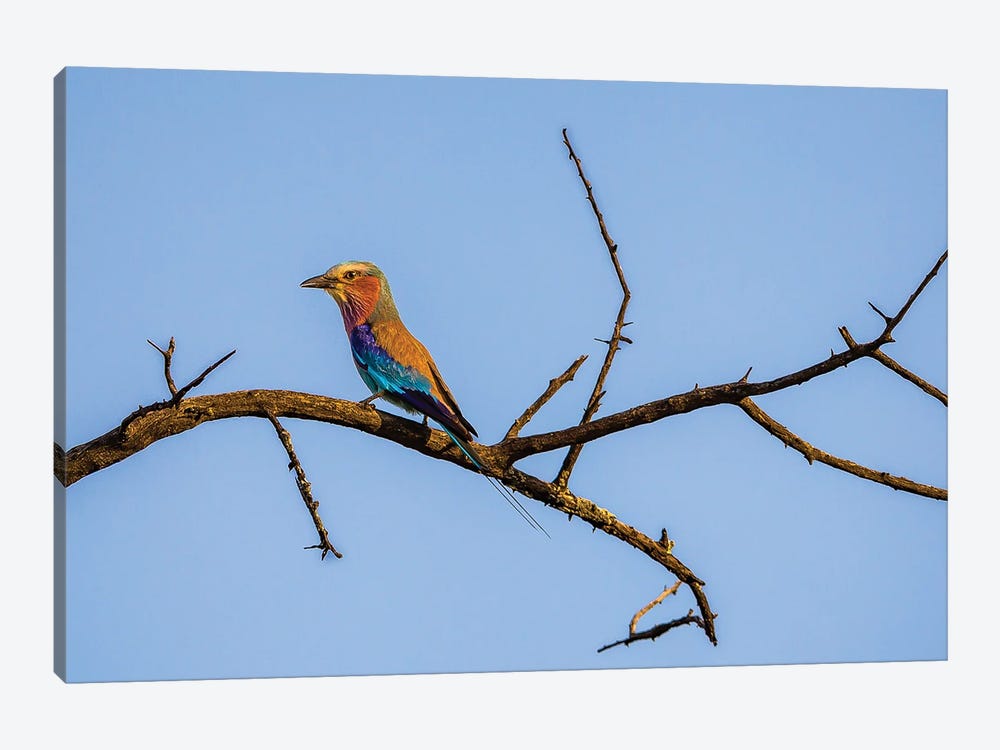 Lilac-Breasted Roller, Clear Skies by Sean Marier 1-piece Canvas Art Print