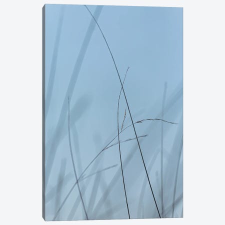 Delicate, Blue Canvas Print #SMX242} by Sean Marier Canvas Art Print
