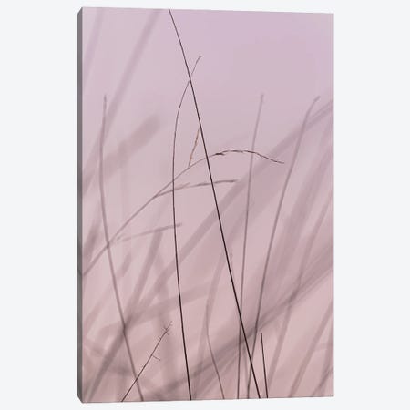 Delicate, Pink Canvas Print #SMX243} by Sean Marier Canvas Print