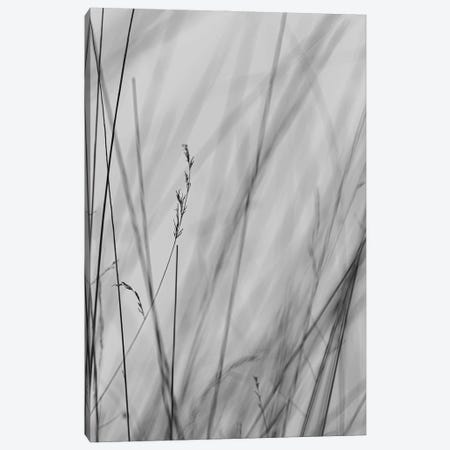 Fine Lines, Black And White Canvas Print #SMX244} by Sean Marier Canvas Artwork