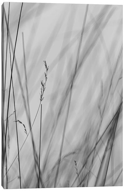 Fine Lines, Black And White Canvas Art Print - Grass Art
