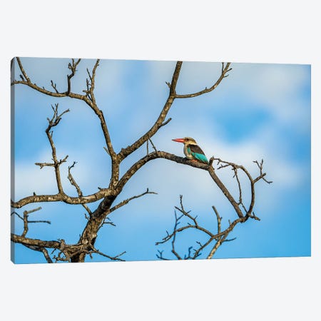 Woodland Kingfisher, Branching Out Canvas Print #SMX252} by Sean Marier Canvas Artwork