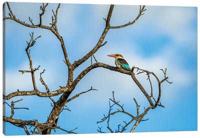 Woodland Kingfisher, Branching Out Canvas Art Print - Kingfisher Art