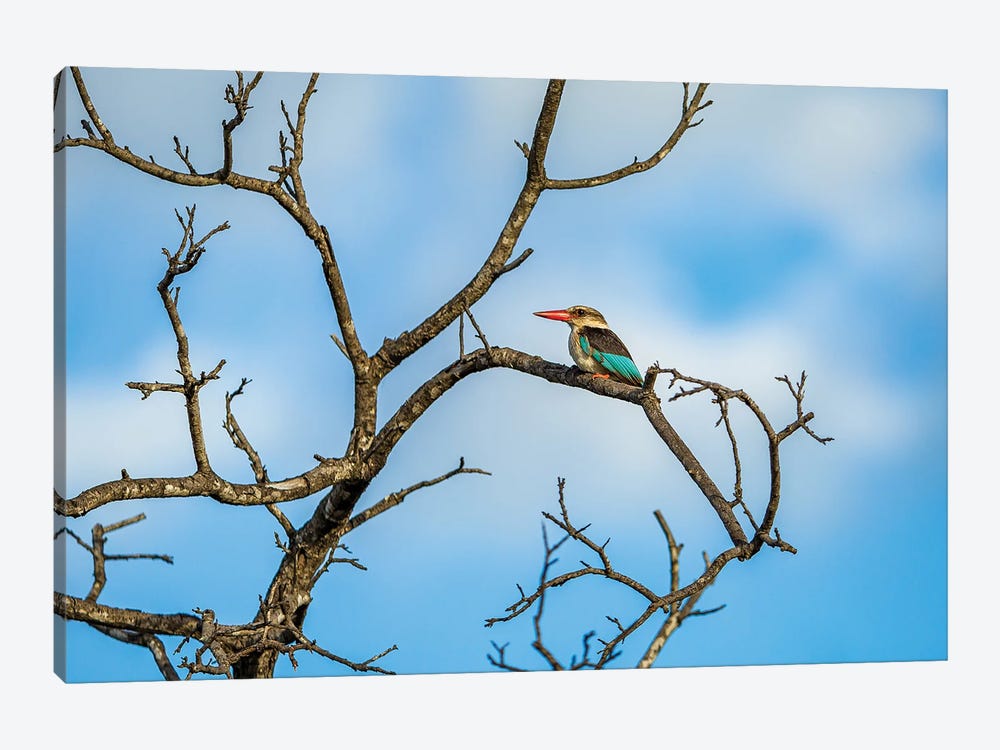 Woodland Kingfisher, Branching Out by Sean Marier 1-piece Canvas Art Print