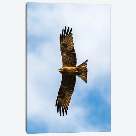 Yellow-Billed Kite, Overhead Canvas Print #SMX254} by Sean Marier Canvas Art Print
