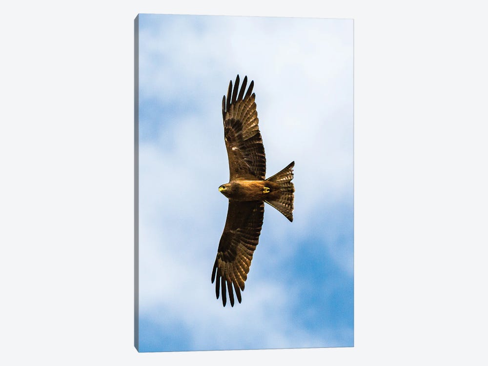 Yellow-Billed Kite, Overhead by Sean Marier 1-piece Art Print