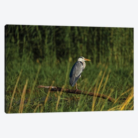 Grey Heron Canvas Print #SMX257} by Sean Marier Canvas Print