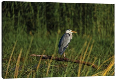 Grey Heron Canvas Art Print - Heron Art