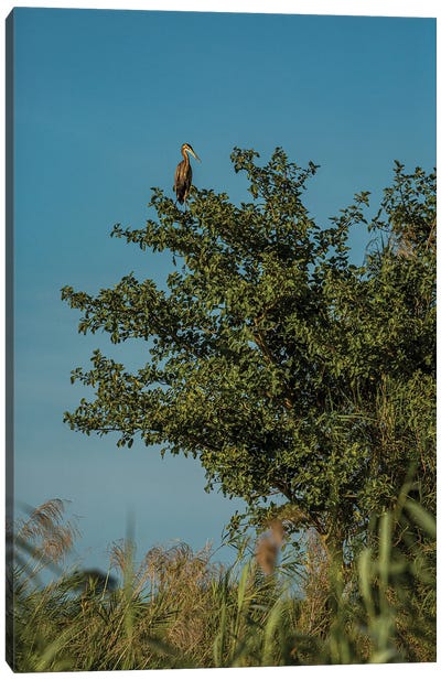 Purple Heron, Treetop Canvas Art Print - Heron Art