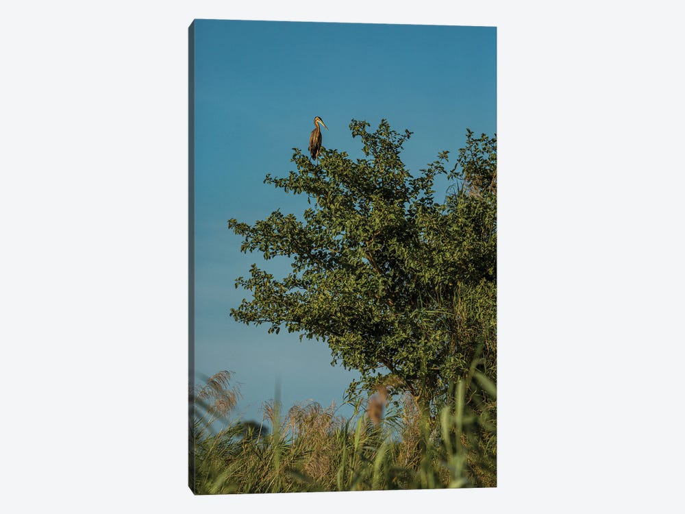 Purple Heron, Treetop by Sean Marier 1-piece Canvas Art Print