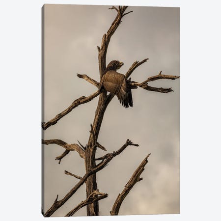 White-Backed Vulture, Wings Spread Canvas Print #SMX270} by Sean Marier Canvas Artwork
