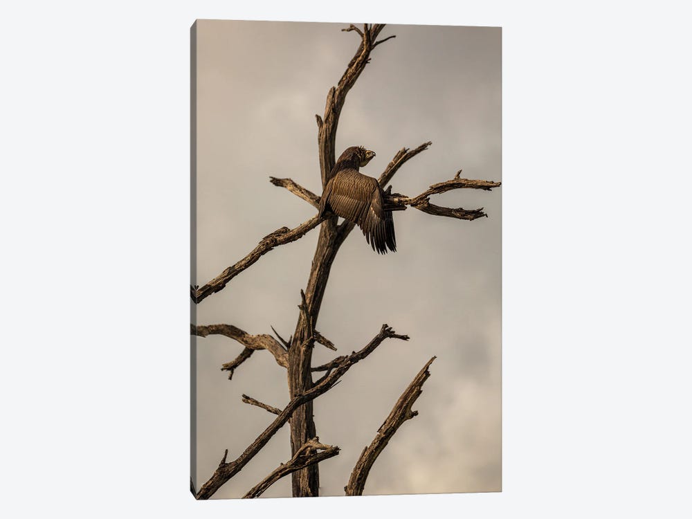 White-Backed Vulture, Wings Spread by Sean Marier 1-piece Canvas Print