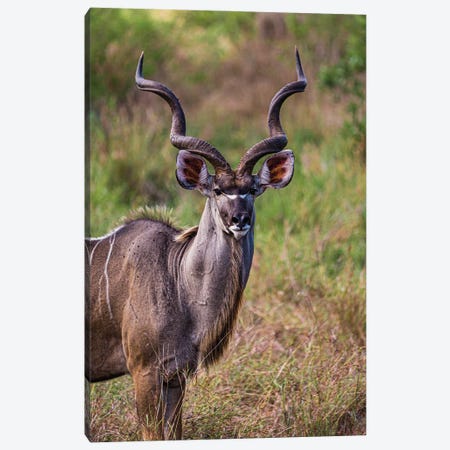 Kudu, The Savannah Prince Canvas Print #SMX271} by Sean Marier Canvas Art