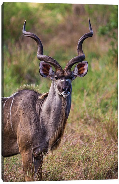 Kudu, The Savannah Prince Canvas Art Print - Sean Marier