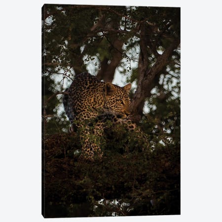 Leopard On The Prowl Canvas Print #SMX277} by Sean Marier Art Print