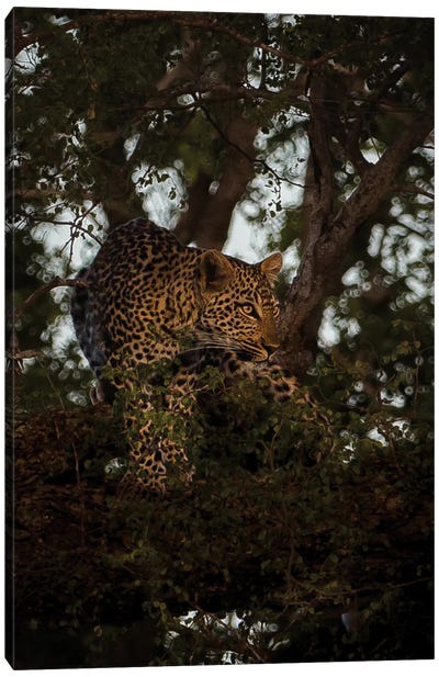 Leopard On The Prowl Canvas Art Print - Sean Marier
