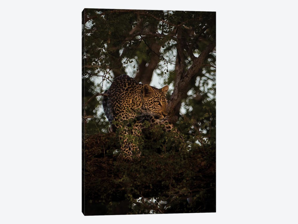 Leopard On The Prowl by Sean Marier 1-piece Canvas Artwork
