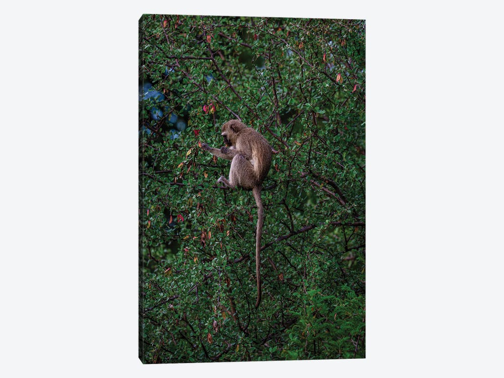 Monkey Tails II by Sean Marier 1-piece Art Print