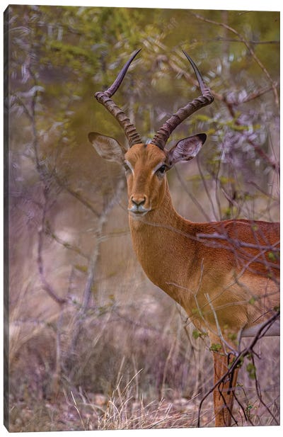 Male Impala, Twisted Horns Canvas Art Print - Sean Marier