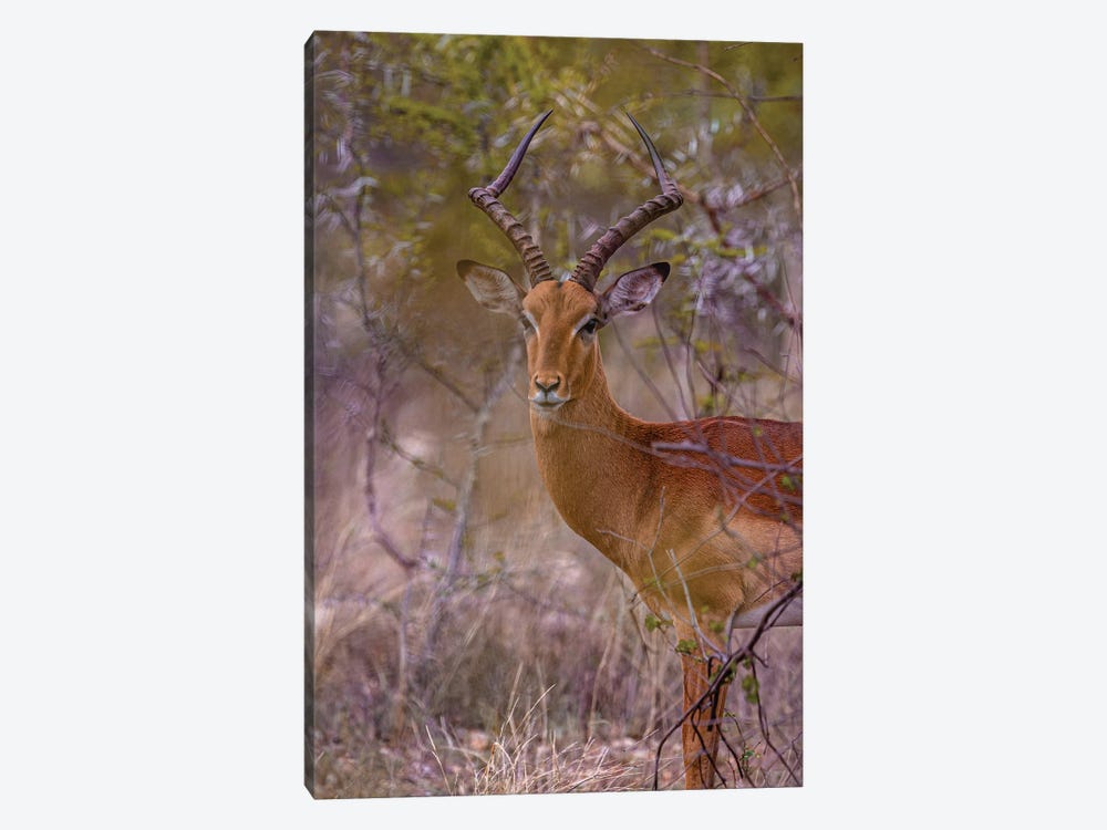Male Impala, Twisted Horns by Sean Marier 1-piece Canvas Print