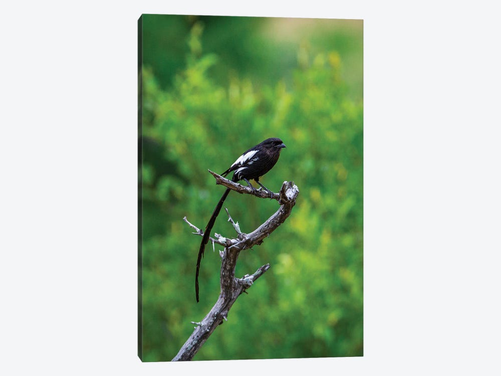 Magpie Shrike by Sean Marier 1-piece Canvas Print