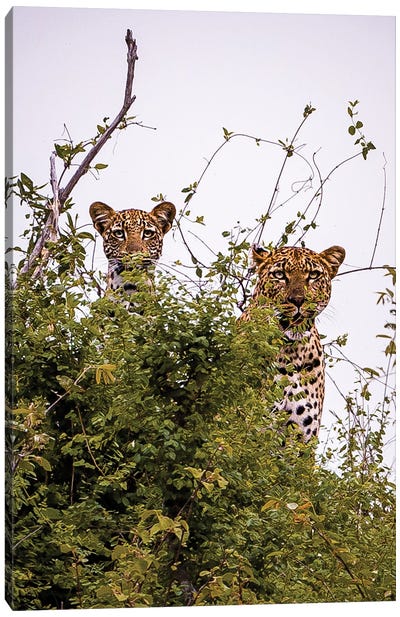 Leopard Mama And Cub III Canvas Art Print - Leopard Art