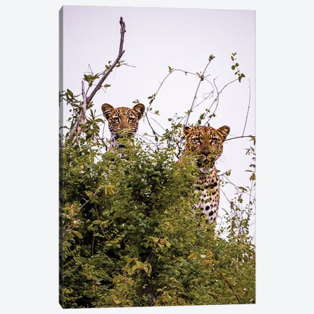 Leopard Mama And Cub III Canvas Print #SMX302} by Sean Marier Canvas Artwork
