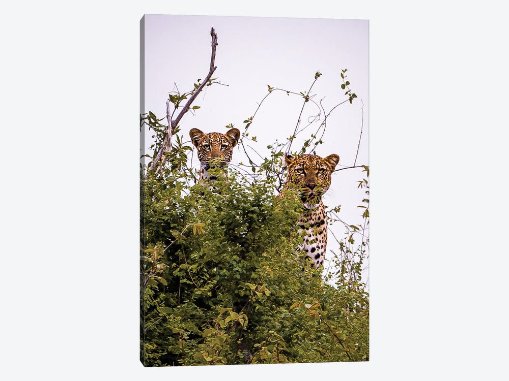 Leopard Mama And Cub III by Sean Marier 1-piece Art Print