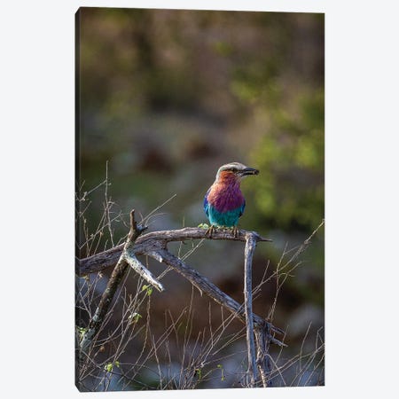 Lilac-Breasted Roller Canvas Print #SMX304} by Sean Marier Art Print