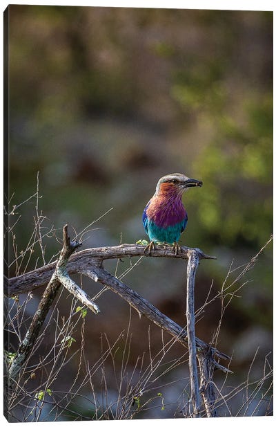 Lilac-Breasted Roller Canvas Art Print - Sean Marier