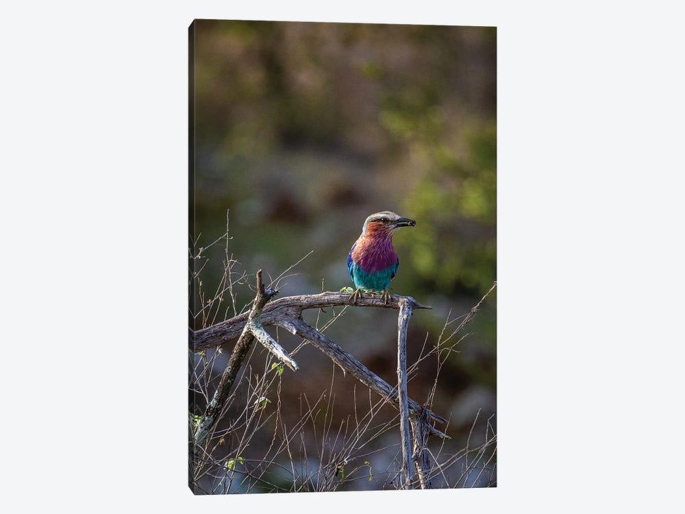 Lilac-Breasted Roller by Sean Marier 1-piece Art Print