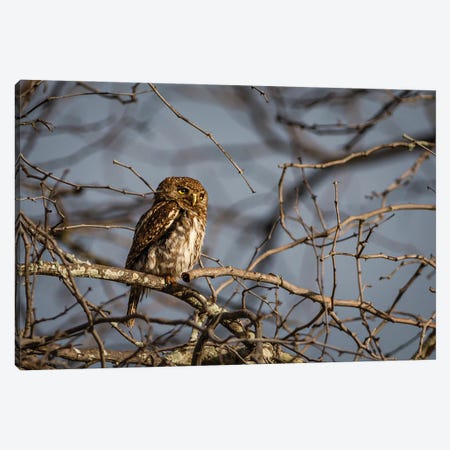 Pearl-Spotted Owlet, Horizontal Canvas Print #SMX305} by Sean Marier Canvas Art Print
