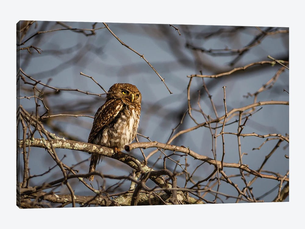 Pearl-Spotted Owlet, Horizontal by Sean Marier 1-piece Canvas Art