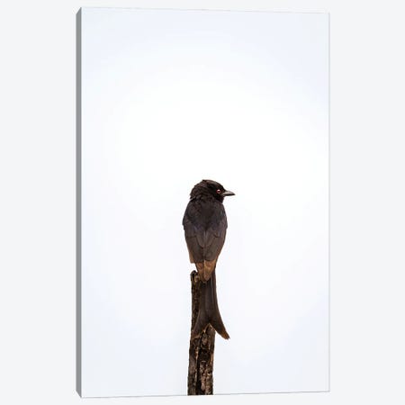 Fork-Tailed Drongo Canvas Print #SMX307} by Sean Marier Canvas Print