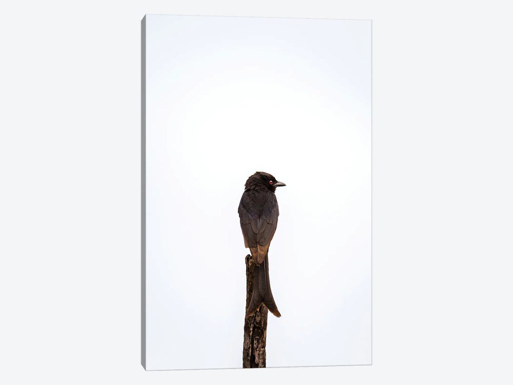 Fork-Tailed Drongo by Sean Marier 1-piece Canvas Art