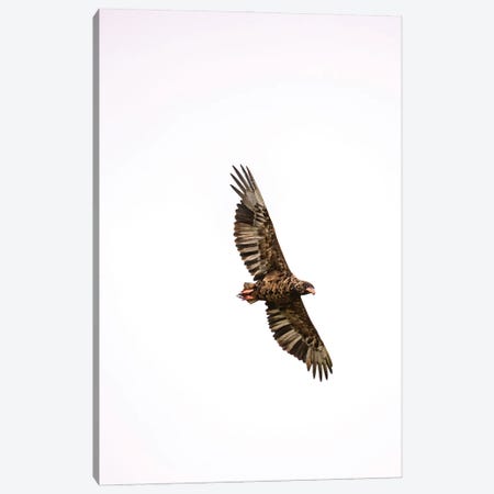 Eagle Eye View (Bateleur Eagle) Canvas Print #SMX308} by Sean Marier Canvas Wall Art