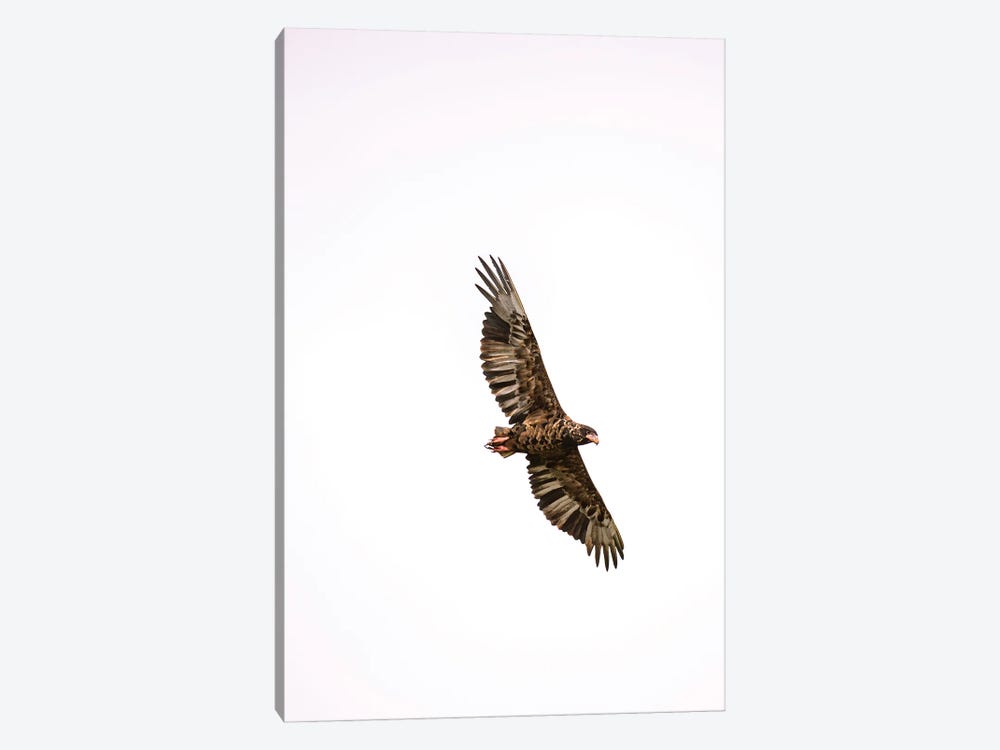 Eagle Eye View (Bateleur Eagle) by Sean Marier 1-piece Canvas Art Print