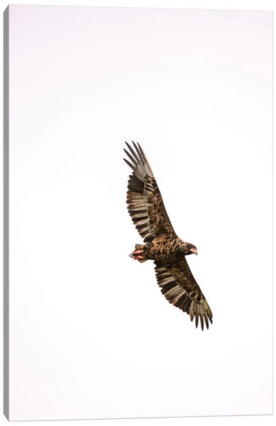 Eagle Eye View (Bateleur Eagle) Canvas Art Print - Sean Marier